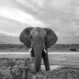 Camp Jabulani - África do Sul