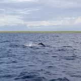 Klein Curaçao - Caribe